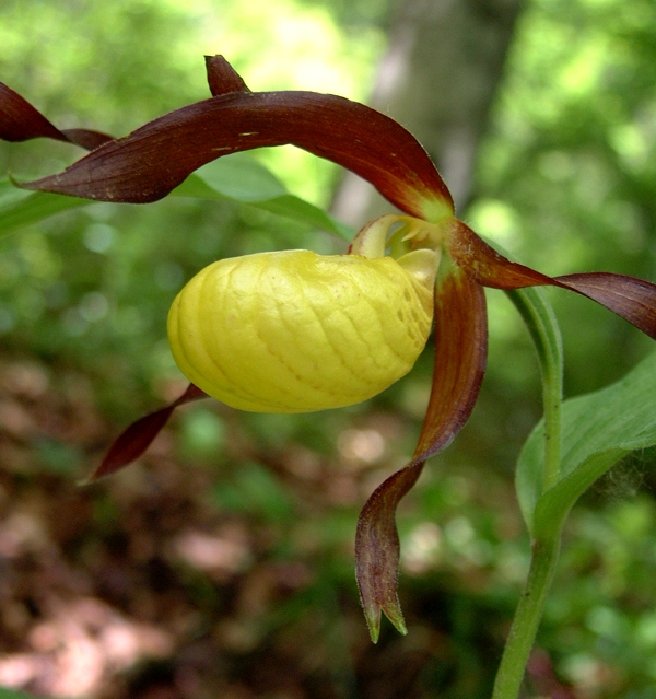 Cypripedium calceolus / Scarpetta di Venere